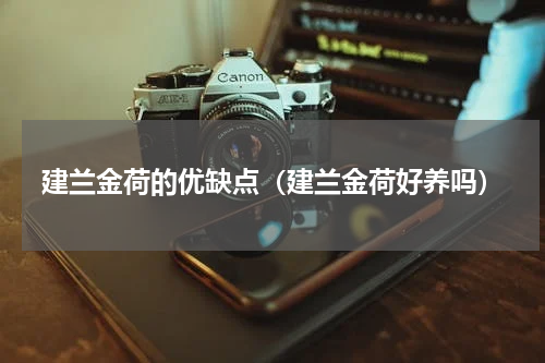 建兰金荷的优缺点（建兰金荷好养吗）