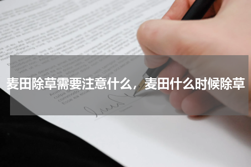 麦田除草需要注意什么，麦田什么时候除草