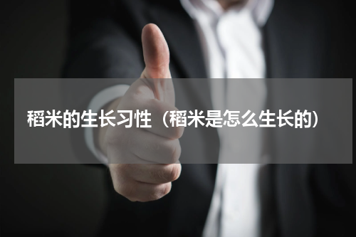 稻米的生长习性（稻米是怎么生长的）
