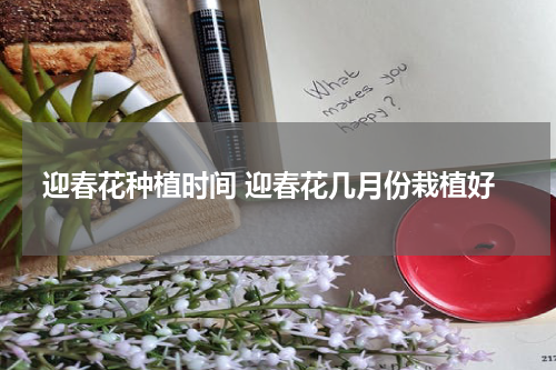 迎春花种植时间 迎春花几月份栽植好