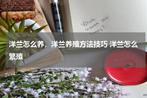 洋兰怎么养，洋兰养殖方法技巧 洋兰怎么繁殖