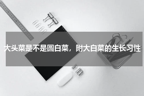 大头菜是不是圆白菜，附大白菜的生长习性