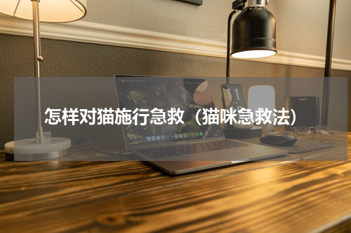 怎样对猫施行急救（猫咪急救法）