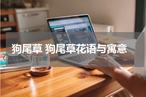 狗尾草 狗尾草花语与寓意