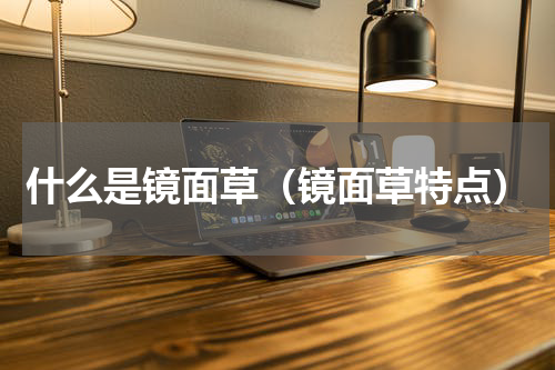 什么是镜面草（镜面草特点）
