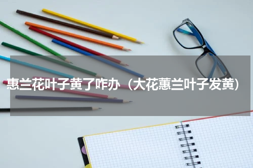 惠兰花叶子黄了咋办（大花蕙兰叶子发黄）