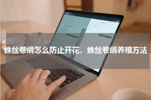 蛛丝卷绢怎么防止开花，蛛丝卷绢养殖方法