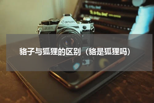 貉子与狐狸的区别（貉是狐狸吗）