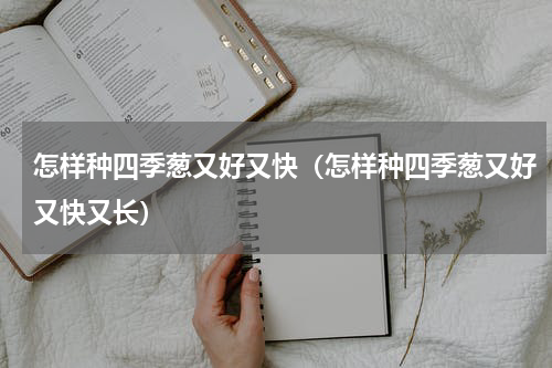 怎样种四季葱又好又快（怎样种四季葱又好又快又长）