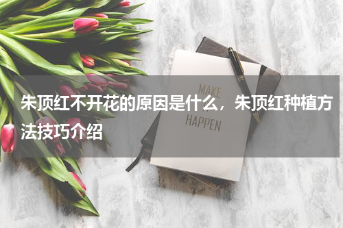朱顶红不开花的原因是什么，朱顶红种植方法技巧介绍
