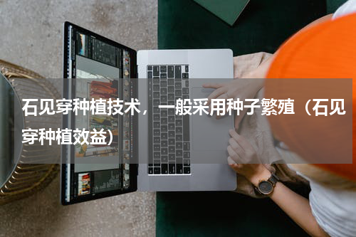 石见穿种植技术，一般采用种子繁殖（石见穿种植效益）