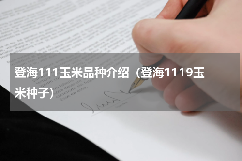 登海111玉米品种介绍（登海1119玉米种子）