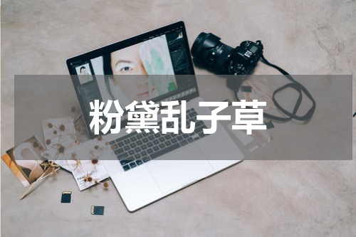 粉黛乱子草