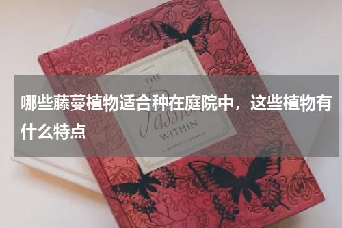 哪些藤蔓植物适合种在庭院中，这些植物有什么特点