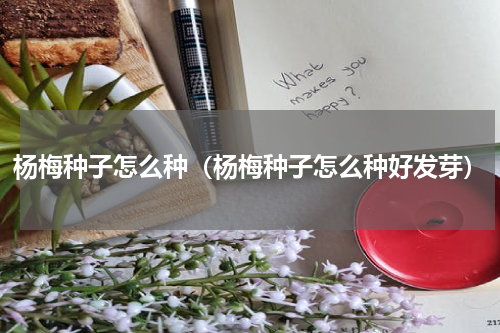 杨梅种子怎么种（杨梅种子怎么种好发芽）