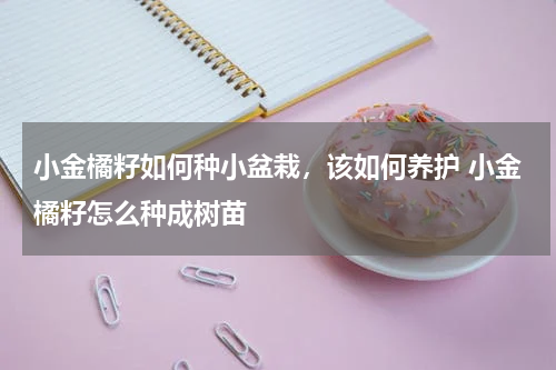 小金橘籽如何种小盆栽，该如何养护 小金橘籽怎么种成树苗