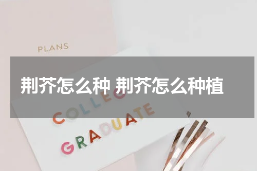 荆芥怎么种 荆芥怎么种植
