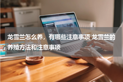 龙雪兰怎么养，有哪些注意事项 龙雪兰的养殖方法和注意事项