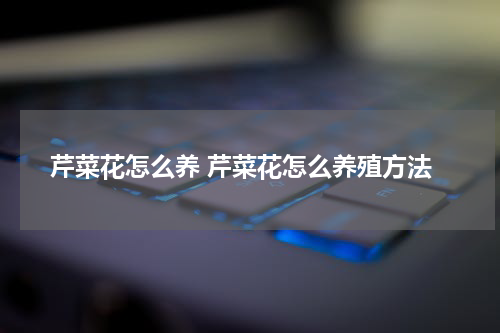 芹菜花怎么养 芹菜花怎么养殖方法