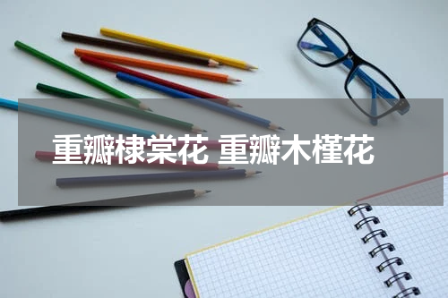 重瓣棣棠花 重瓣木槿花
