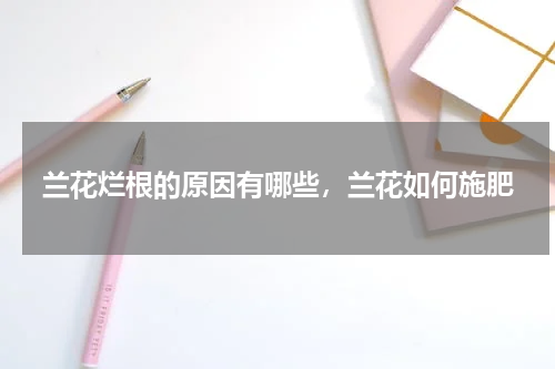 兰花烂根的原因有哪些，兰花如何施肥