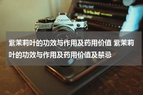 紫茉莉叶的功效与作用及药用价值 紫茉莉叶的功效与作用及药用价值及禁忌