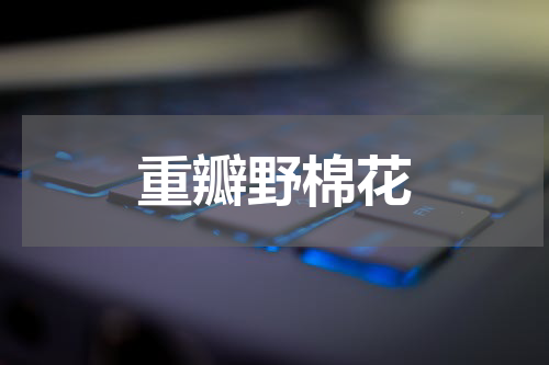 重瓣野棉花