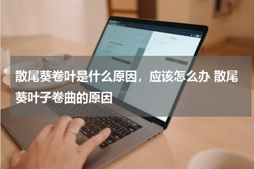 散尾葵卷叶是什么原因，应该怎么办 散尾葵叶子卷曲的原因