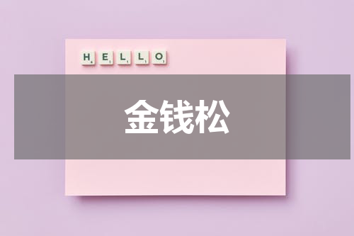 金钱松