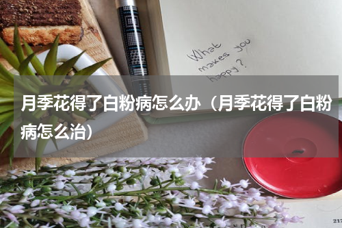 月季花得了白粉病怎么办（月季花得了白粉病怎么治）