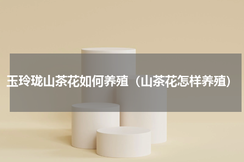玉玲珑山茶花如何养殖（山茶花怎样养殖）