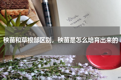 秧苗和草根部区别，秧苗是怎么培育出来的