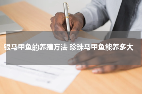 银马甲鱼的养殖方法 珍珠马甲鱼能养多大