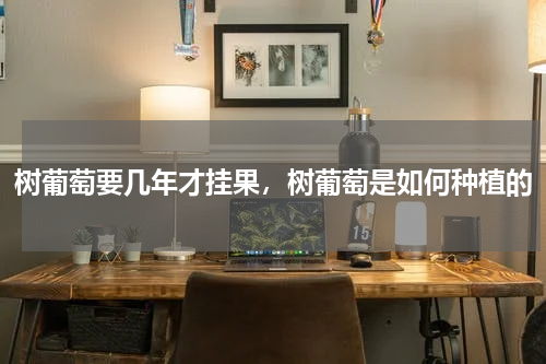 树葡萄要几年才挂果，树葡萄是如何种植的