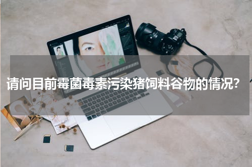 请问目前霉菌毒素污染猪饲料谷物的情况？