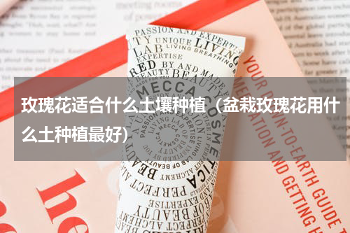 玫瑰花适合什么土壤种植（盆栽玫瑰花用什么土种植最好）