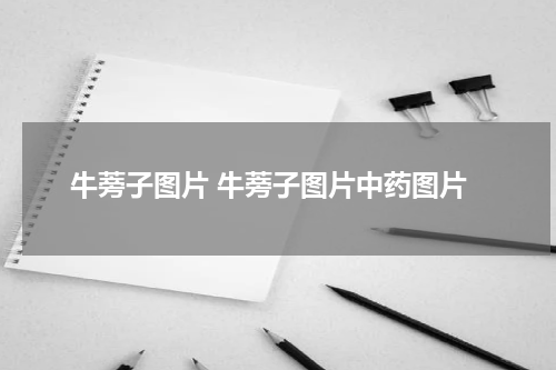 牛蒡子图片 牛蒡子图片中药图片
