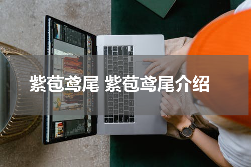 紫苞鸢尾 紫苞鸢尾介绍