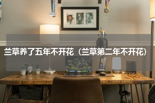 兰草养了五年不开花（兰草第二年不开花）