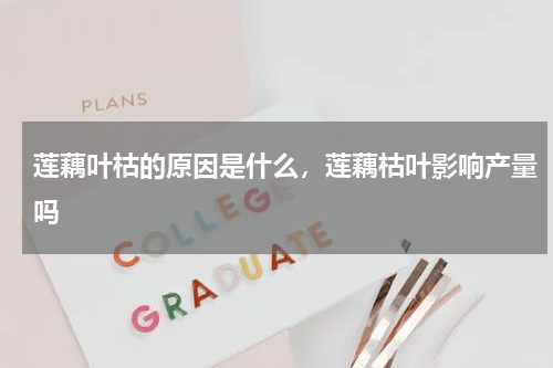 莲藕叶枯的原因是什么，莲藕枯叶影响产量吗