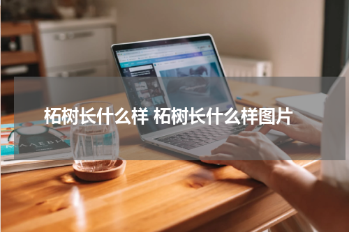 柘树长什么样 柘树长什么样图片