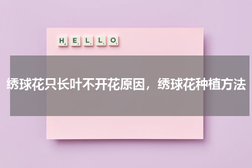 绣球花只长叶不开花原因，绣球花种植方法