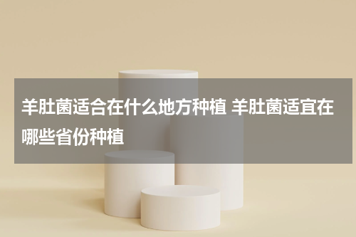 羊肚菌适合在什么地方种植 羊肚菌适宜在哪些省份种植