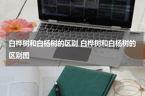 白桦树和白杨树的区别 白桦树和白杨树的区别图