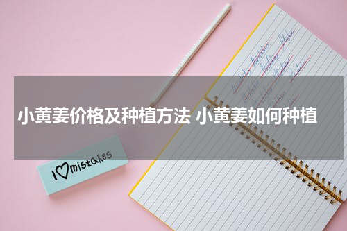 小黄姜价格及种植方法 小黄姜如何种植