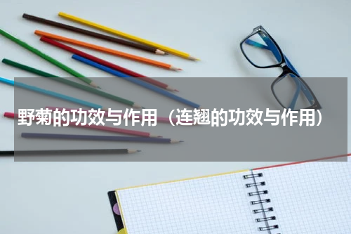 野菊的功效与作用（连翘的功效与作用）