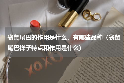 袋鼠尾巴的作用是什么，有哪些品种（袋鼠尾巴样子特点和作用是什么）