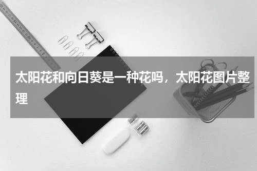 太阳花和向日葵是一种花吗，太阳花图片整理
