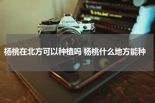 杨桃在北方可以种植吗 杨桃什么地方能种