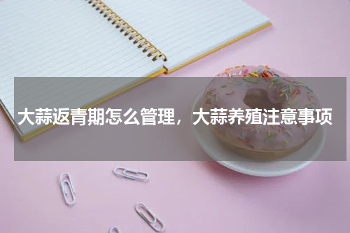 大蒜返青期怎么管理，大蒜养殖注意事项